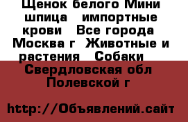 Щенок белого Мини шпица , импортные крови - Все города, Москва г. Животные и растения » Собаки   . Свердловская обл.,Полевской г.